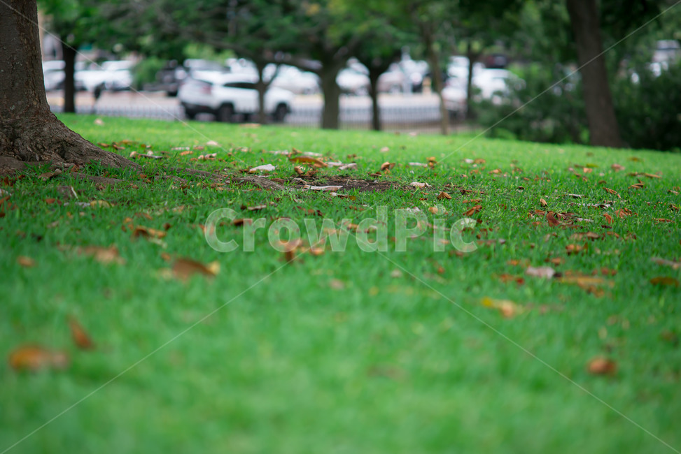 더움,시원함,초록,낙엽,grass,plant,식물,lawn,잔디,가을,계절,fall,autumn,season