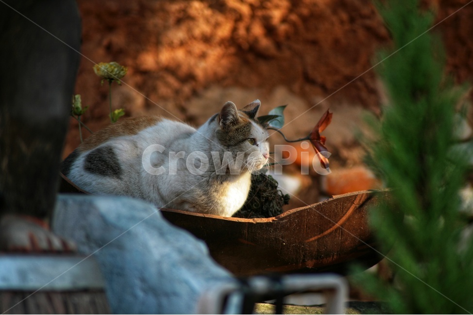 고양이,길고양이,동물,애완동물,유기묘,동물,animal,포유류,mammal,고양이,cat,kitten,kitty