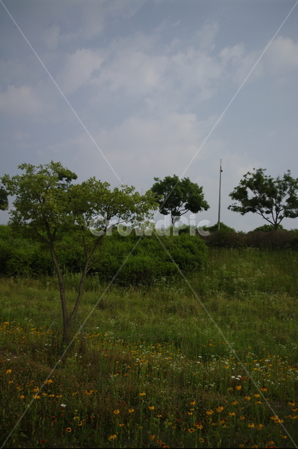 하늘,구름,나무,plant,식물