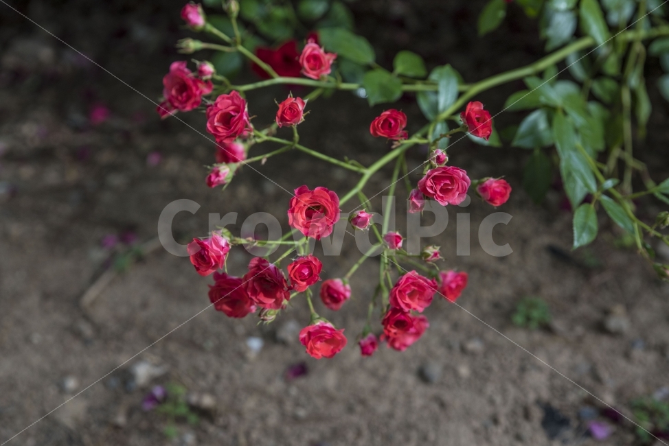 꽃,장미,붉은꽃,붉은장미,빨강,식물,자연,plants,nature,꽃,flower