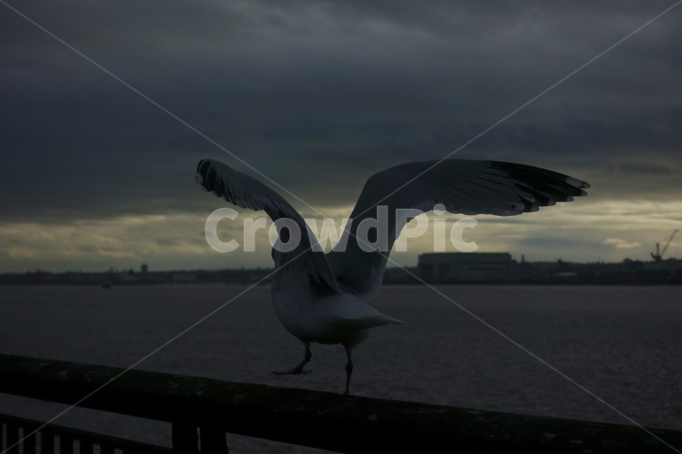 영국,갈매기,영국갈매기,날개,새,저녁,노을,구름,강,river,bird,sunset,seagull,cloud,멋있는구름,역광,동물,animal,england,unitedkingdom,british,동물,animal,조류,새,birds