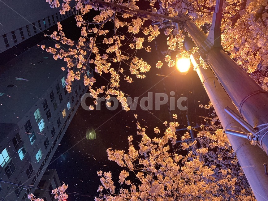 벚꽃,봄,꽃비,도시,벚꽃비,봄,계절,spring,season,야경,밤,풍경,nightscape,night,landscape,plant,식물