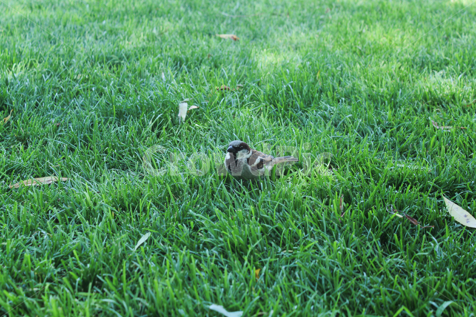 europe,park,새,풀,잔디,참새,배경,bird,공원,동물,animal,조류,새,birds