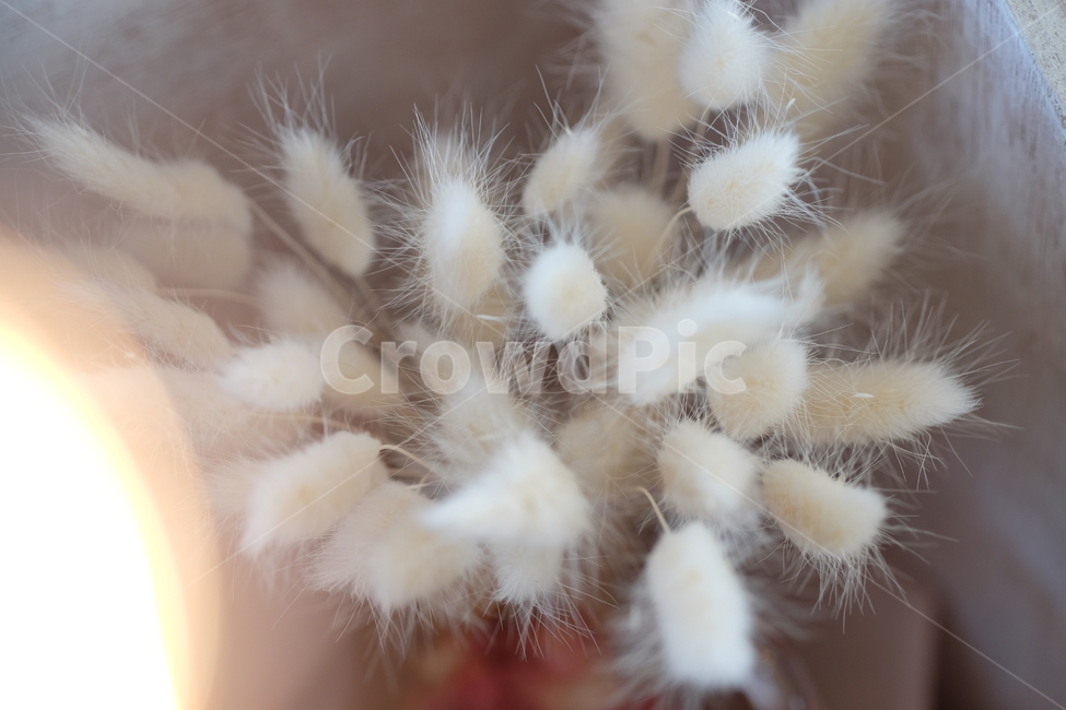 꽃,flower,아련,아늑,식물,자연,nature,축하,깨끗,향기,식물,자연,plants,nature,감성,sensible,feeling