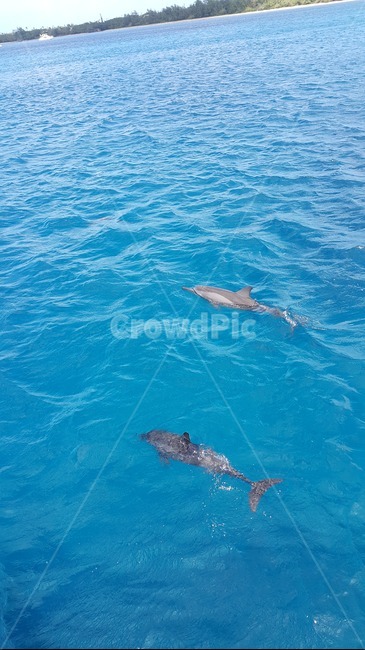 돌고래,animal,동물,dolphin,sealife,해양생물,바다