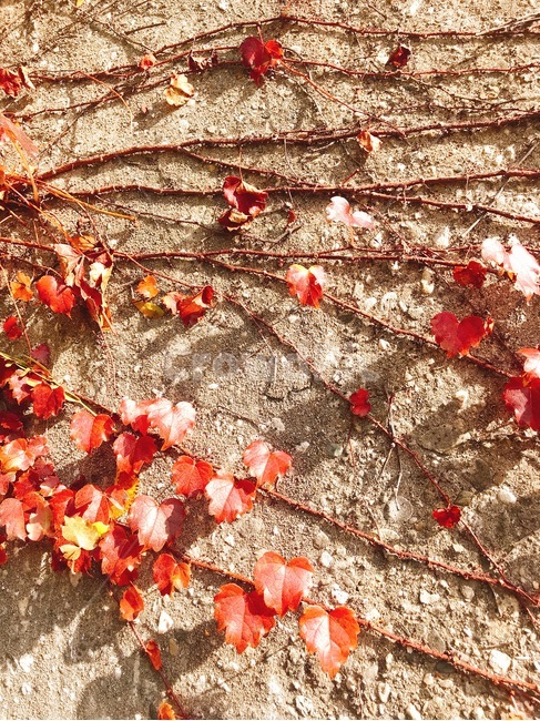 가을,담쟁이,단풍,아이비,담장,식물,ivy,담쟁이덩굴,가을,계절,fall,autumn,season,식물,자연,plants,nature,leaf,잎,plant,ground,바닥