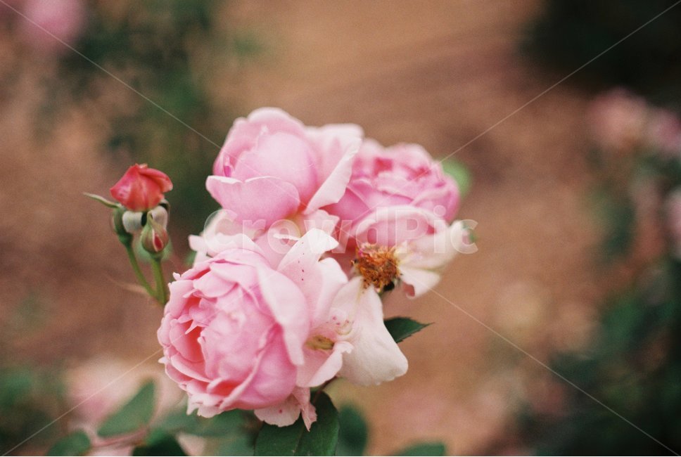 장미,꽃,장미축제,안양,서울공원,감성,감성사진,필름,필름사진,flower,rose,leaf,film,분홍,분홍장미,pink