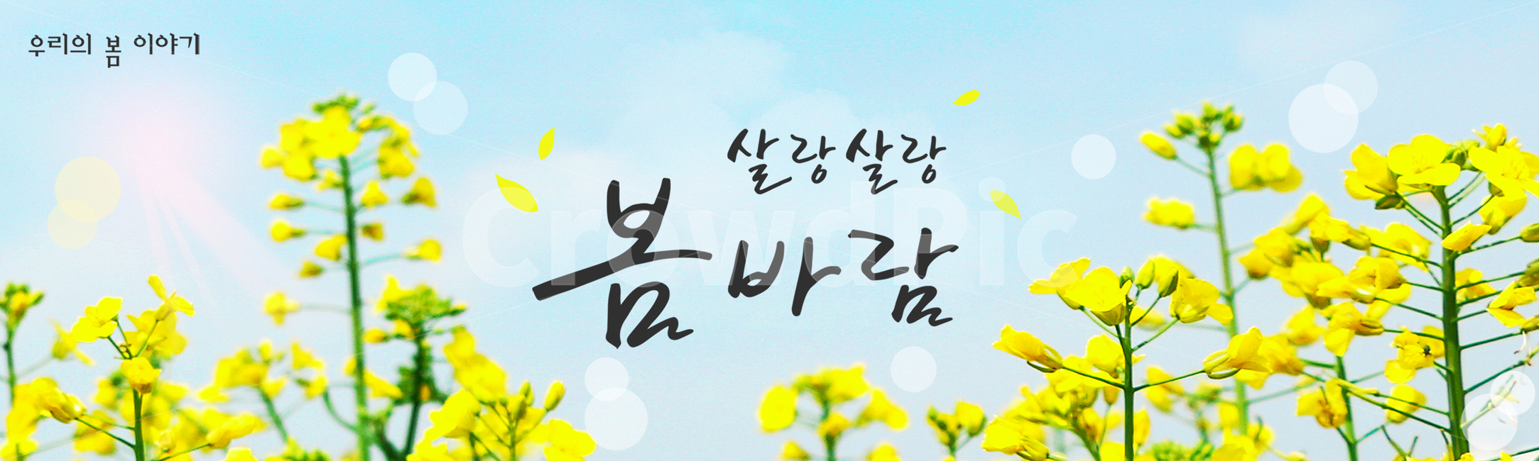 시즌,계절,봄,캘리그라피,캘리,손글씨,편집,배너,웹소스,소스,모바일,팝업,붓글씨,한글,꽃,배경,백그라운드,유채꽃,하늘,구름