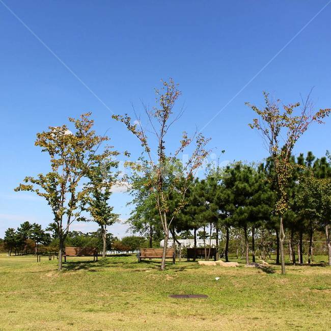 공원,나무,하늘,풍경사진,park,scenery,tree,bluesky,자연,풍경,nature,landscape,plant,식물,grass,잔디
