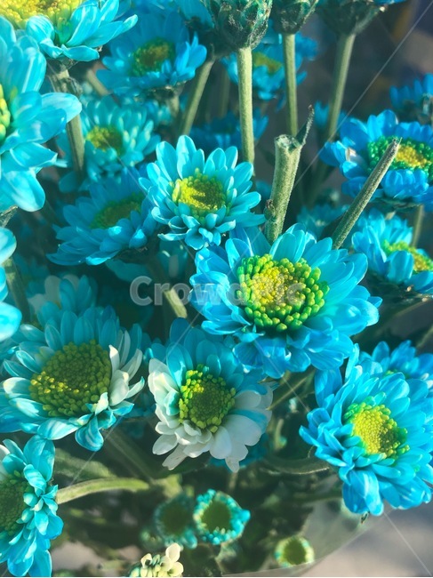 flower,blue,꽃,소국,화사한,식물,plant,식물,자연,plants,nature,꽃,flower