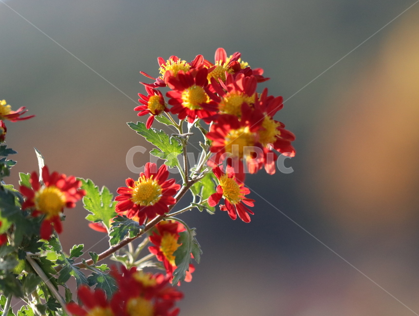 plant,식물,가을,국화꽃,접사,자연,빨강,식물,자연,plants,nature,꽃,flower
