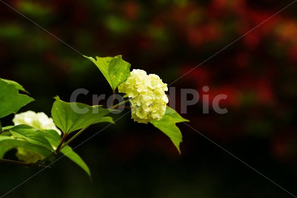 식물,꽃,수국,흰색,색감,봄,식물,자연,plants,nature,꽃,flower