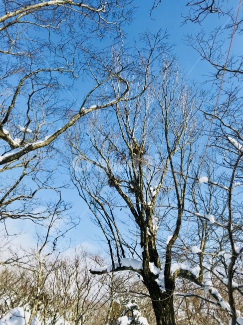 제주도,한라산,자연풍경,겨울,겨울산,겨울,계절,winter,season,식물,자연,plants,nature,나무,trees,wood