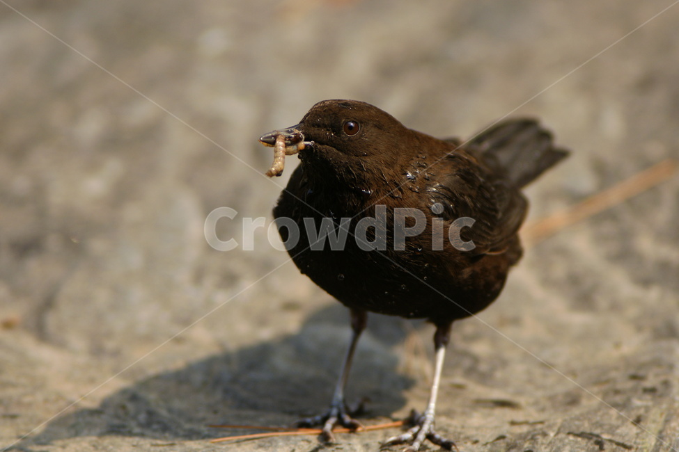 물까마귀,철새,계곡,육추,조류,동물,animal,조류,새,birds