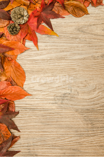 pine tree,nature,deck,concept,tree,leaf,fallen leaves,background,pine cone,design,plant,season,autumn,floor,decoration,table,Maple,frame
