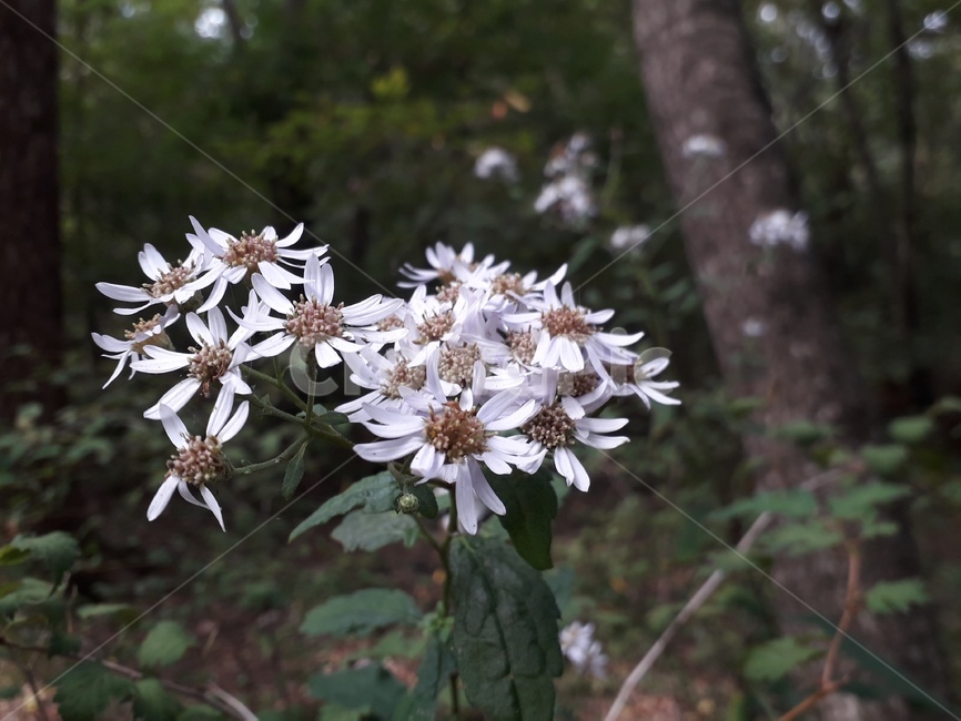 식물,plant,꽃,아름다운,자연,풀,식물,자연,plants,nature,꽃,flower