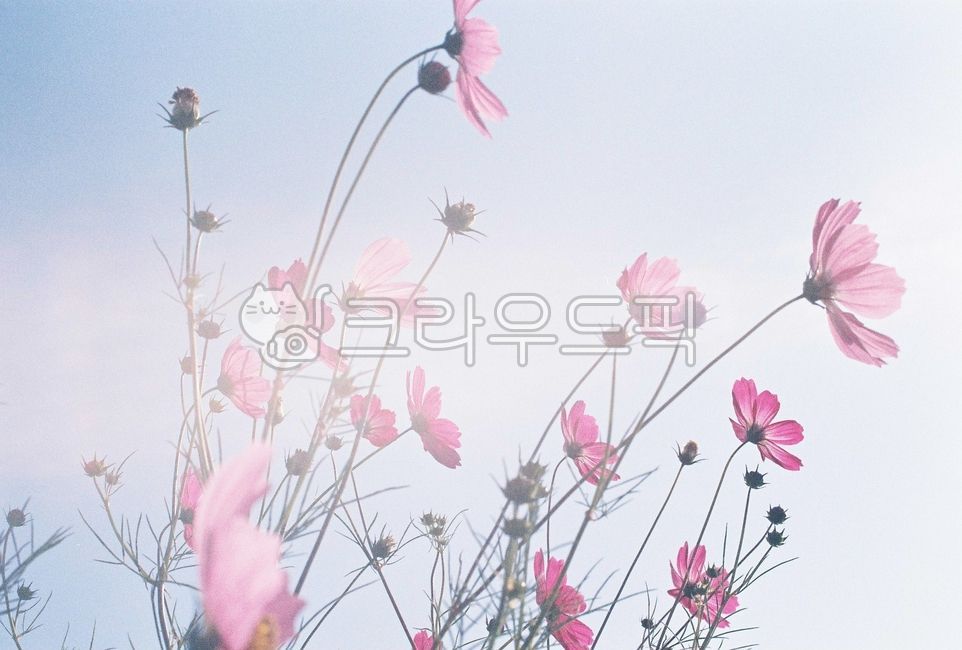 코스모스,꽃,가을,바람,들판,flower,자연