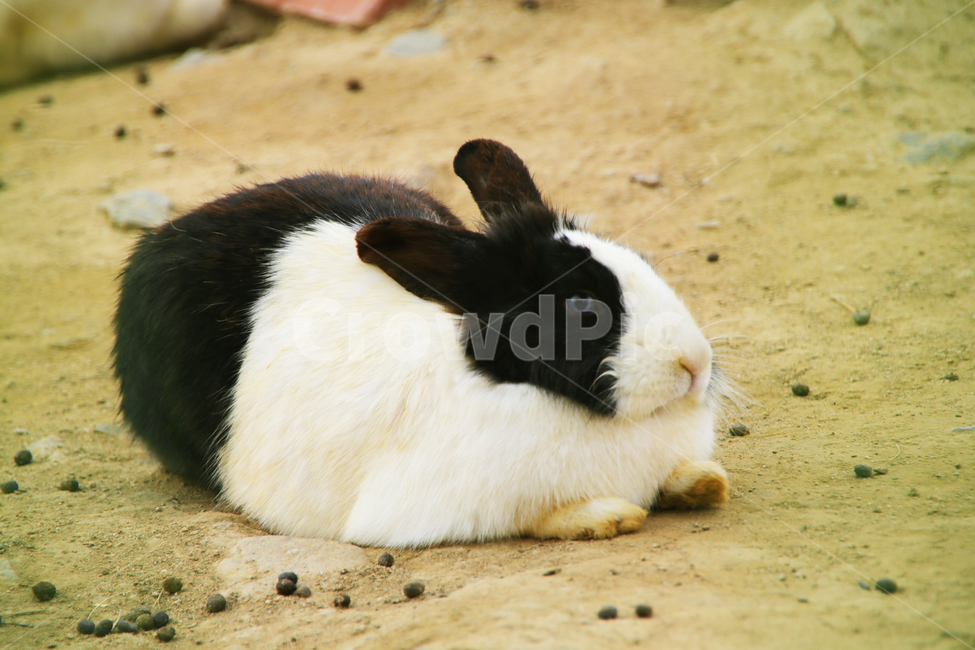 동물,토끼,귀,얼룩이,흑백,동물,animal,포유류,mammal