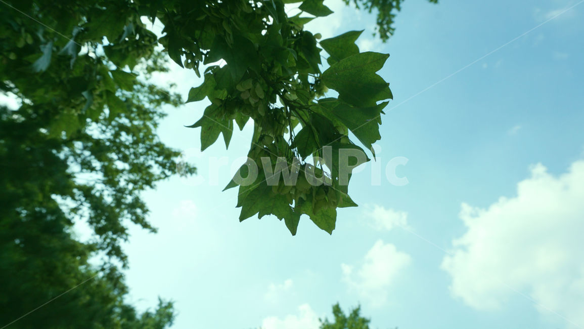 배경화면,하늘,구름,나뭇잎,열매,plant,leaf,식물