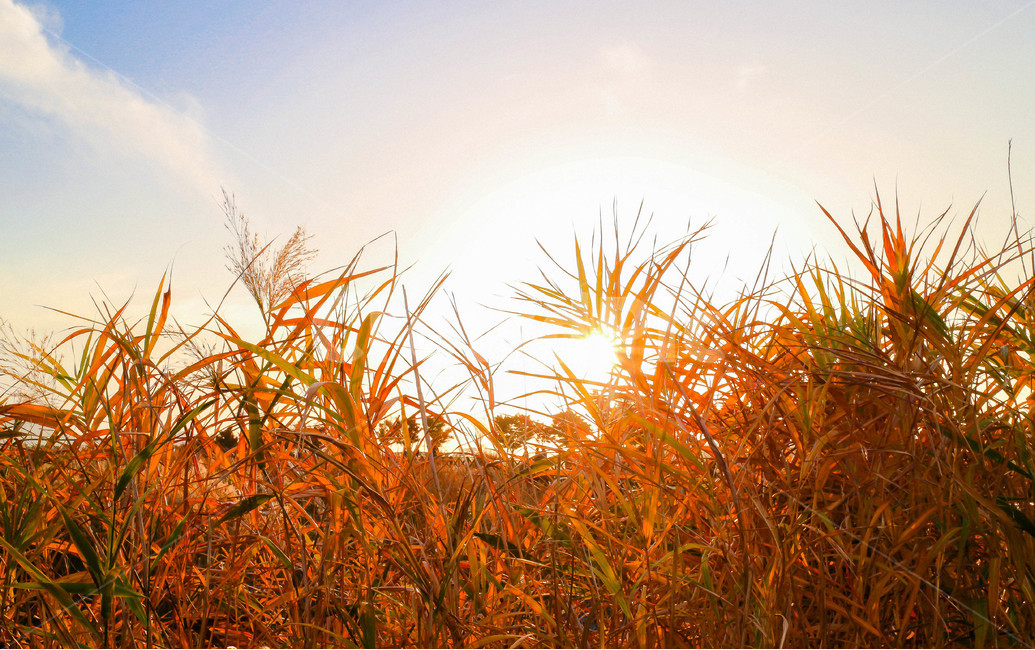 갈대,가을,하늘,일몰,햇살,태양,갈대밭,sunlihgt,light,가을,계절,fall,autumn,season,자연,풍경,nature,landscape,plant,식물