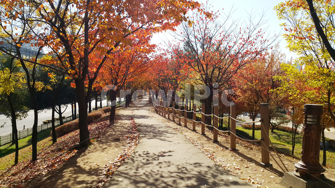 단풍잎,가을,4개절,한국,산책로,화려함,주황색,식물,나무,퍙화,부스러짐,노랑,빨강,아름다움,풍경,autumnleaves,autumn,fourleaves,korea,promenade,gorgeous,orange,plants,trees,blooming,shattering,yellow,가을,계절,fall,autumn,season,자연,풍경,nature,landscape,tree,plant,maple,단풍,leaf,잎