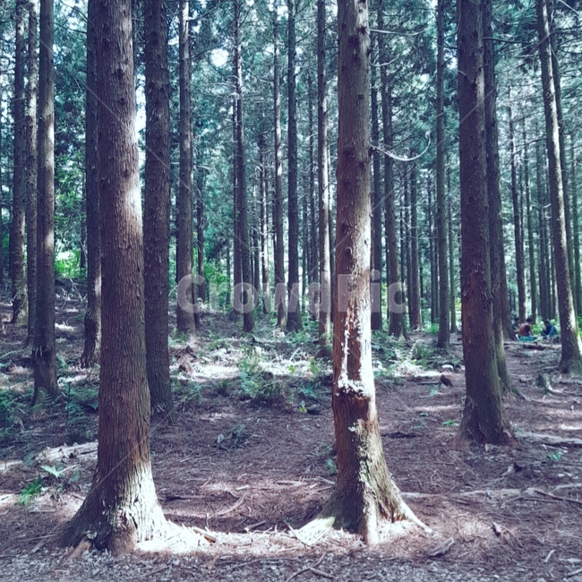 제주,숲,숲길,제주도,감성사진,힐링,jeju,jejuisland,wood,forest,street,제주숲,감성,나무,tree,햇빛,sunlight,햇살,필름,필름카메라,필름사진,film,filmcamera,nofilter,노필터,울창한,한적한,고요한,조용한,울