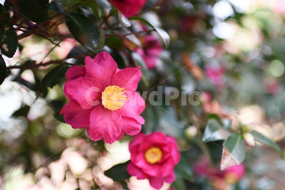 꽃,동백꽃,제주도동백,동백,빨간꽃,식물,자연,plants,nature,꽃,flower