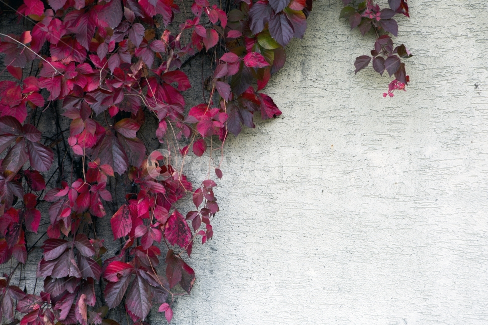 단풍,색상,가을,벽,감정,가을,계절,fall,autumn,season,식물,자연,plants,nature,plant,leaf,잎