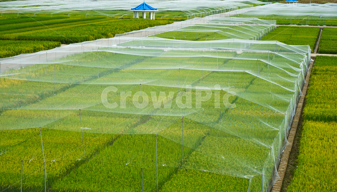논,벼,벼농사,그물망,농사,곡식,곡류,자연,풍경,산업,industry,industrial,농업,농사,agriculture,farming,farming industry