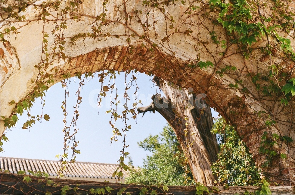 풍경사진,감성사진,등나무,식물,나무,식물,자연,plants,nature,건축물,건물외관,exterior,building,structure,architecture,construction
