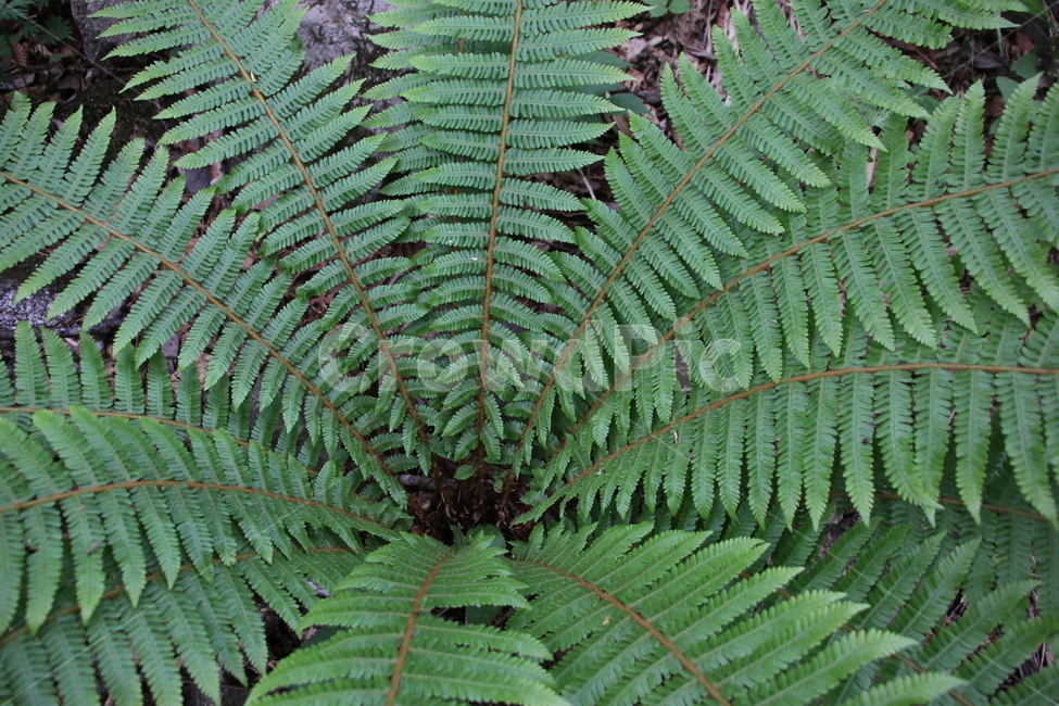 자연,풀,풀잎,잎,초록색풀,산,plant,식물,양치류,nature,등산,배경,아이콘,식물,자연,plants,nature