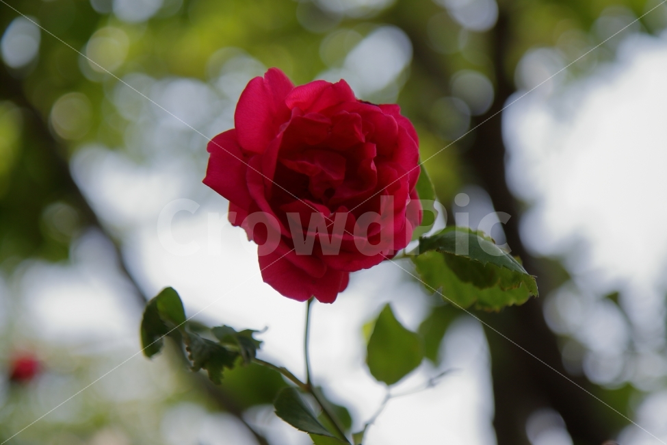 장미,꽃,보케,로즈,rose,감성,사랑,고백,식물,자연,plants,nature,꽃,flower