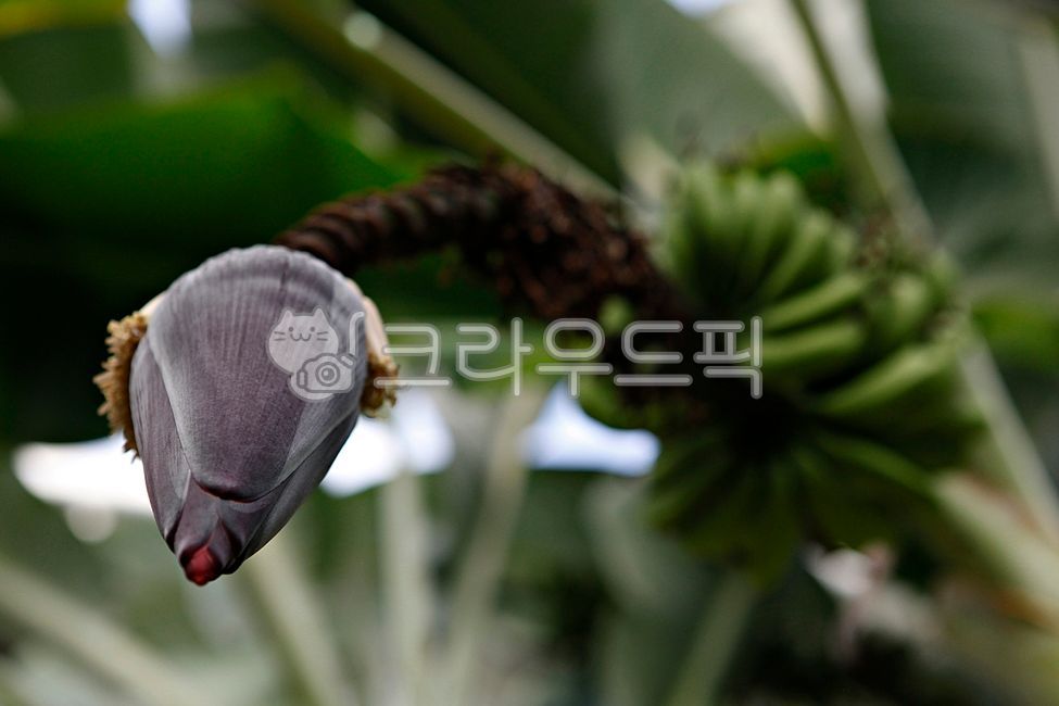 banana,cluster,Fruit,nature,fruit,greenhouse,Botanical garden,inside,leaf,food,plant,tropical plants,tropical fruit,banana tree