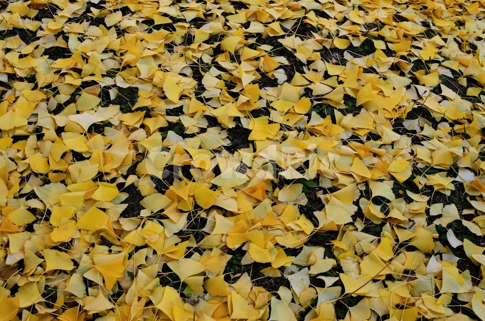 은행잎,낙엽,단풍,가을단풍,은행,가을,가을,계절,fall,autumn,season,plant,식물,leaf,잎,ground,바닥