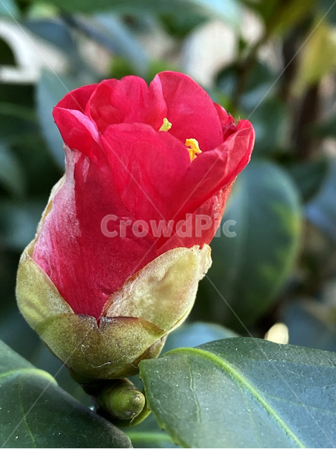 blossom,꽃,장미,plant,flower,식물,동백나무,동백꽃,붉은색,꽃봉오리,식물,자연,plants,nature,꽃,flower