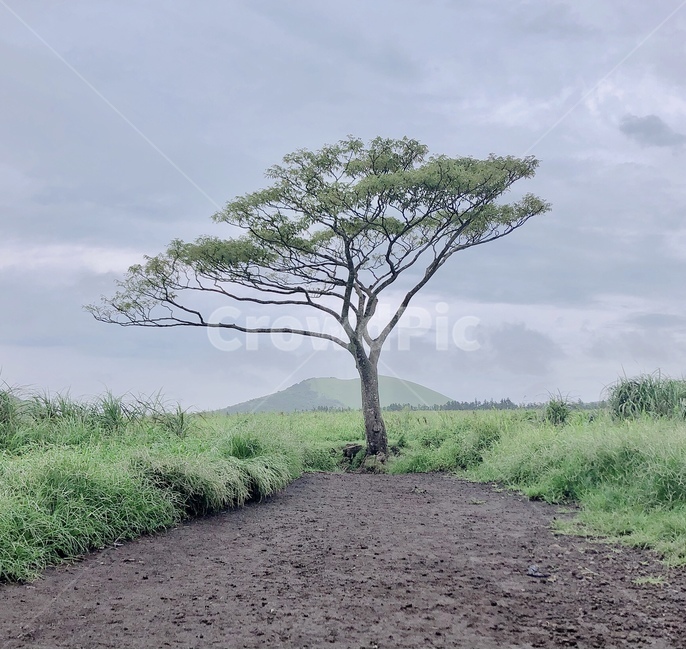 나홀로나무,제주도,새별오름,나무,자연,jejuisland,nature,나무,trees,wood