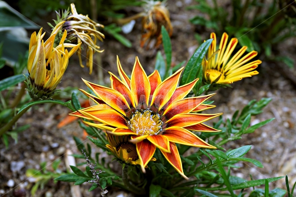 봄,꽃,식물,자연,flower,floral,가자니아,국화과,훈장국화,태양국,원예,gazania,남아프리카원산