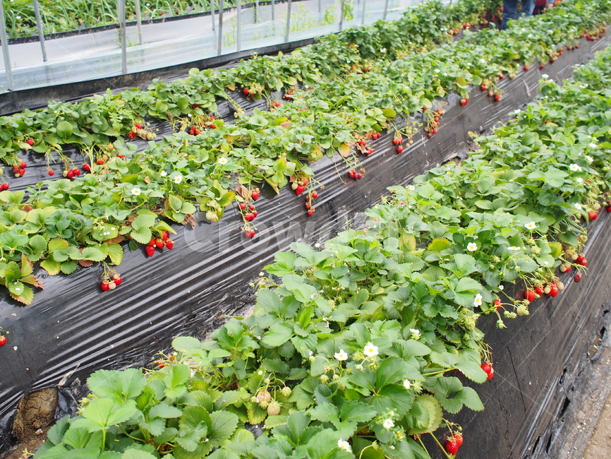 plant,식물,딸기,strawberry,딸기밭,딸기농장,farm,strawberryfarm,과일,fruit,과일,열매,fruit
