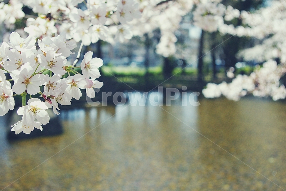 벚꽃,벚나무,cherryblossom,cherry,봄,spring,white,화이트,꽃,flower,연못,pond,봄,계절,spring,season,식물,자연,plants,nature,꽃,flower,감성,sensible,feeling,plant