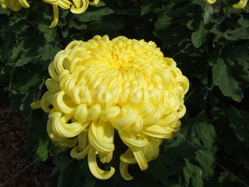 꽃,식물,꽃잎,flower,해바라기,식물,자연,plants,nature,꽃,flower