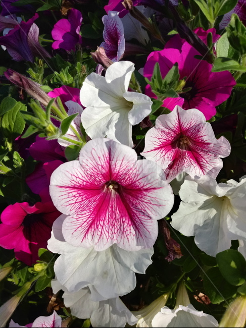 페튜니아,꽃,식물,flower,plant,commongardenpetunia,가지과,한해살이풀,식물,자연,plants,nature,꽃,flower
