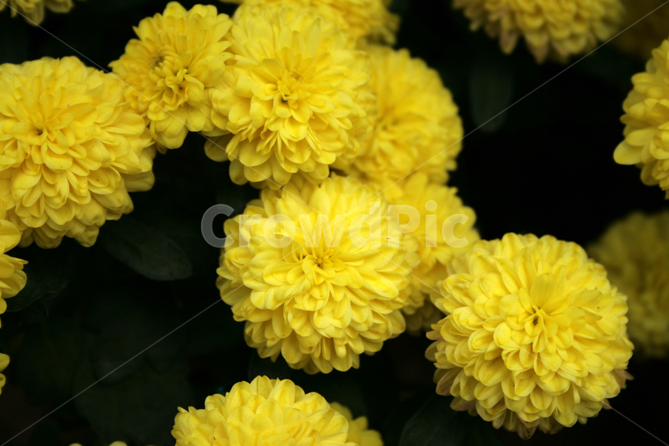 국화,꽃,가을,color,flower,식물,자연,plants,nature,꽃,flower