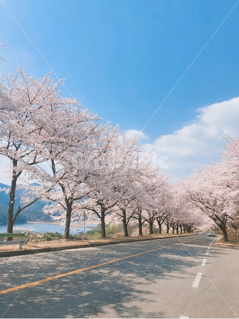 벚꽃,하늘,풍경,맑음,꽃,봄,계절,spring,season,자연,풍경,nature,landscape,plant,식물,flower,blossom