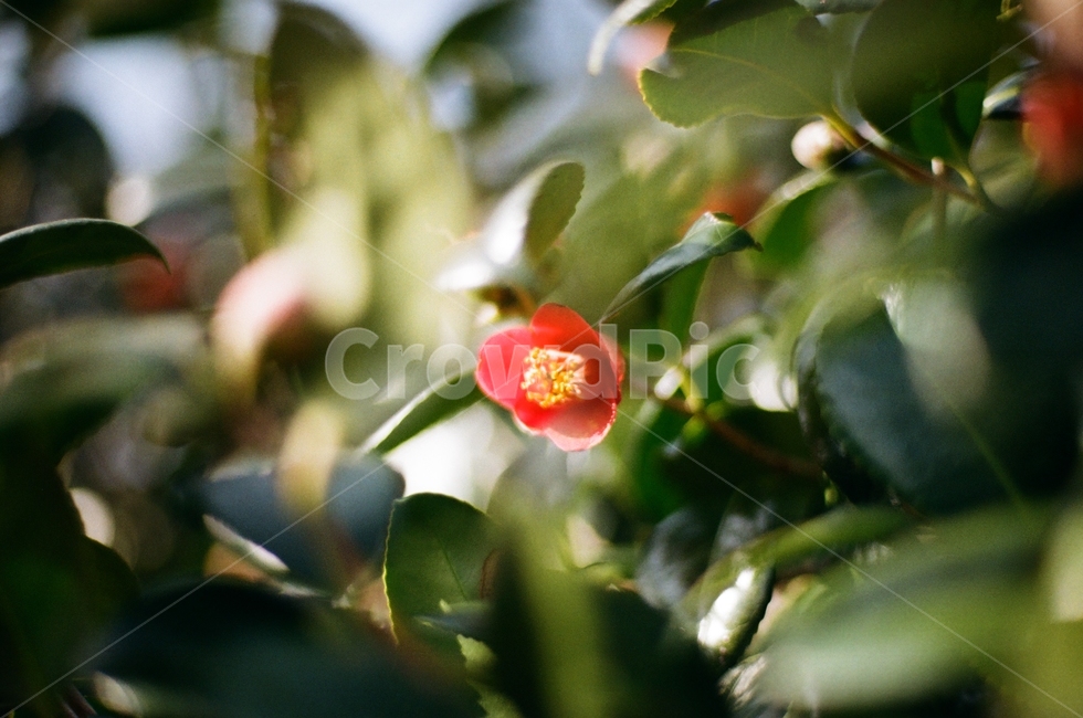 동백,봄,꽃,필름카메라,필름사진,한국,관광지,식물,자연,plants,nature,꽃,flower
