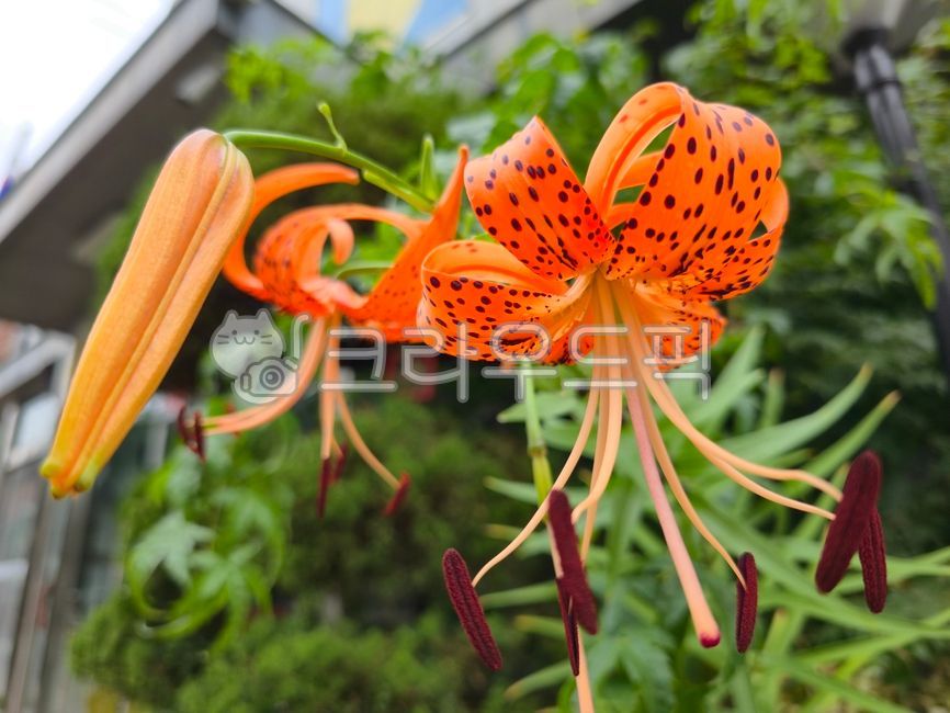 Clematis,lily of the valley,lily of the valley liquid,lily of the valley flower,lily of the valley fruit,fruit juice