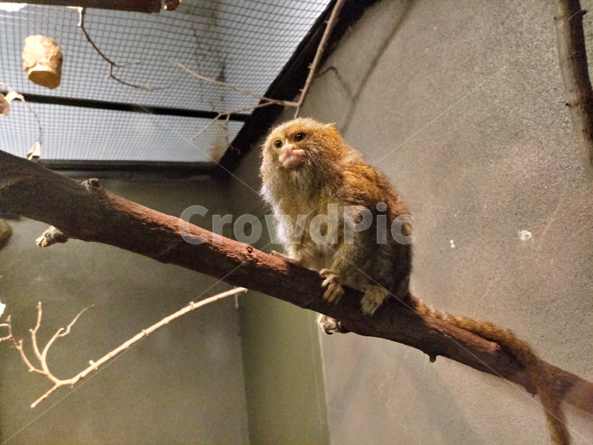 원숭이,작은원숭이,동물,animal,smallmonky,monky