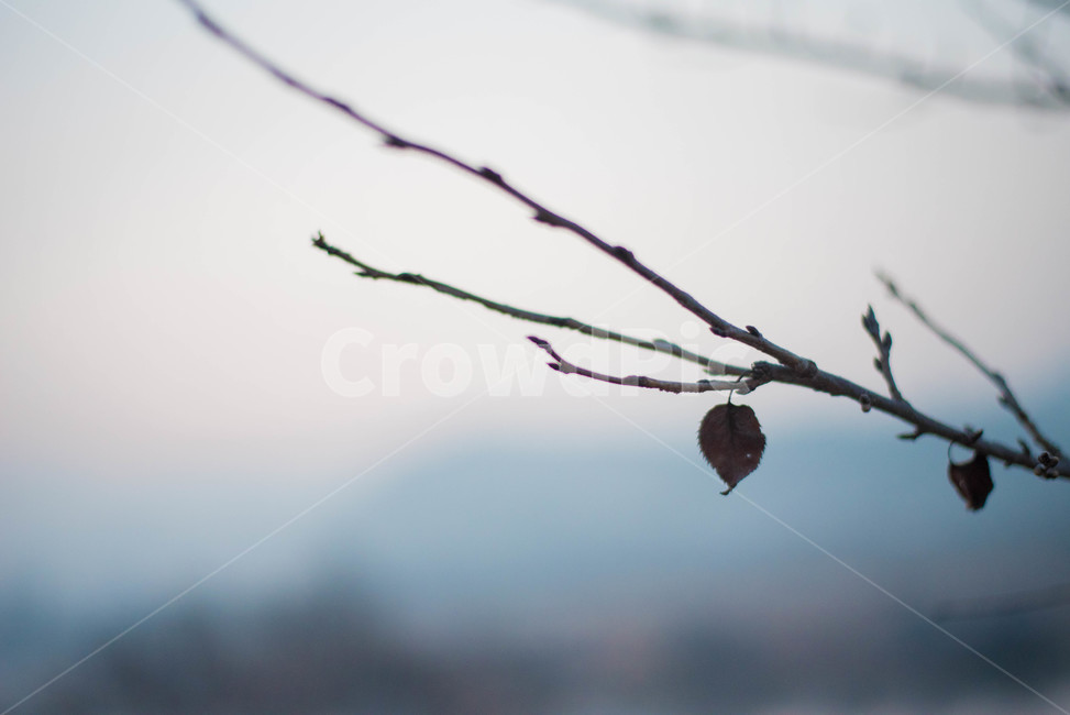 풍경,겨울,마지막잎새,춥다,소양호,식물,자연,plants,nature