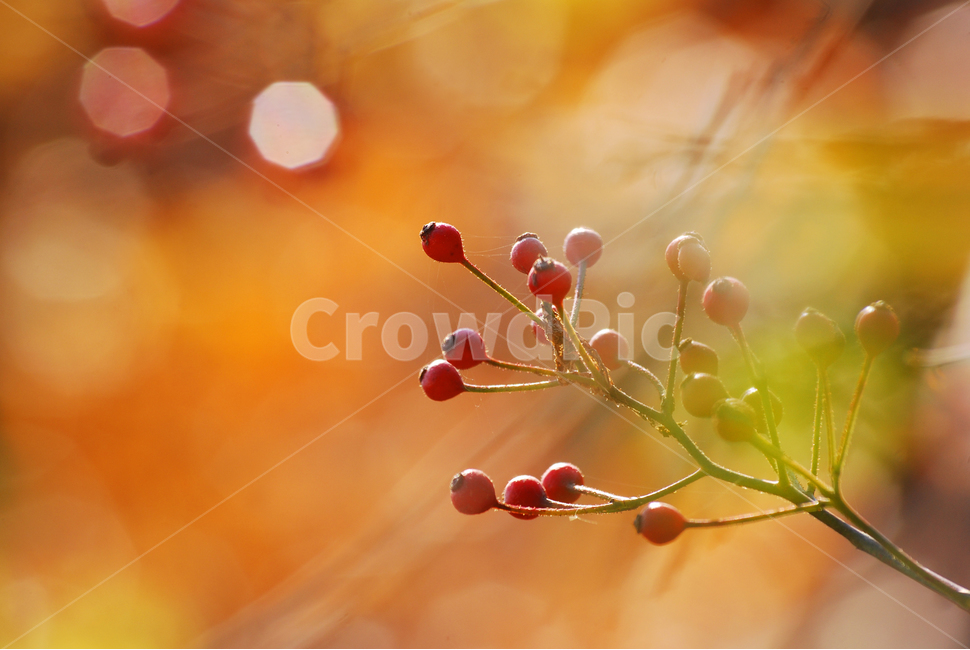 노을,감성,석양,찔레열매,분위기,느낌,배경,fall,autumn,flowers,식물,emotion,feeling,sensible,보케,빛망울,오렌지색,가을분위기,가을느낌,가을이미지,칼라풀,빨강색,레드,red,씨앗,새먹이,접사,클로즈업,마크로,macro,식물,자연,plants,nature,과일,열매,fruit