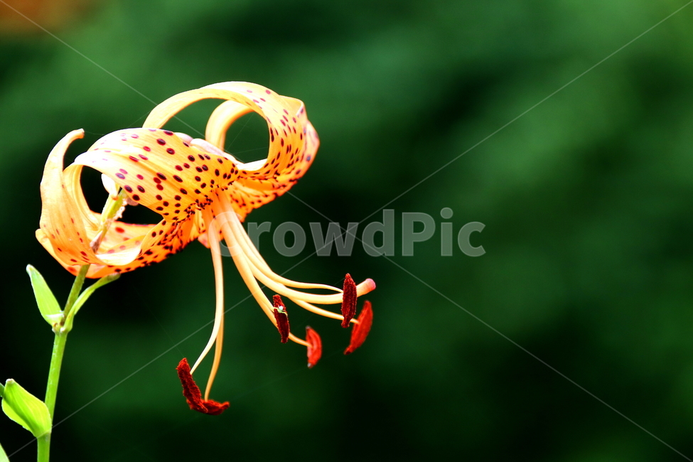 식물,꽃,자연,풍경,계절,식물,자연,plants,nature,꽃,flower