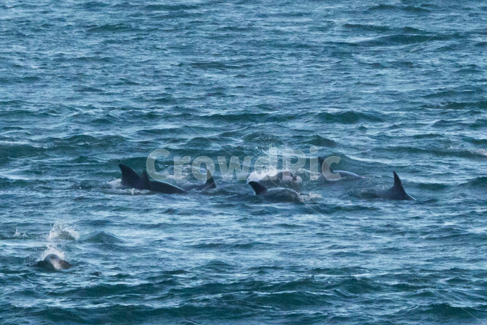 제주도,제주,자연,서귀포,돌고래,동물,바다,동물,animal,포유류,mammal